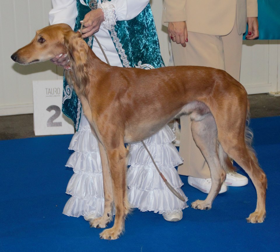 Kazakh Tazy shown in side profile at a dog show