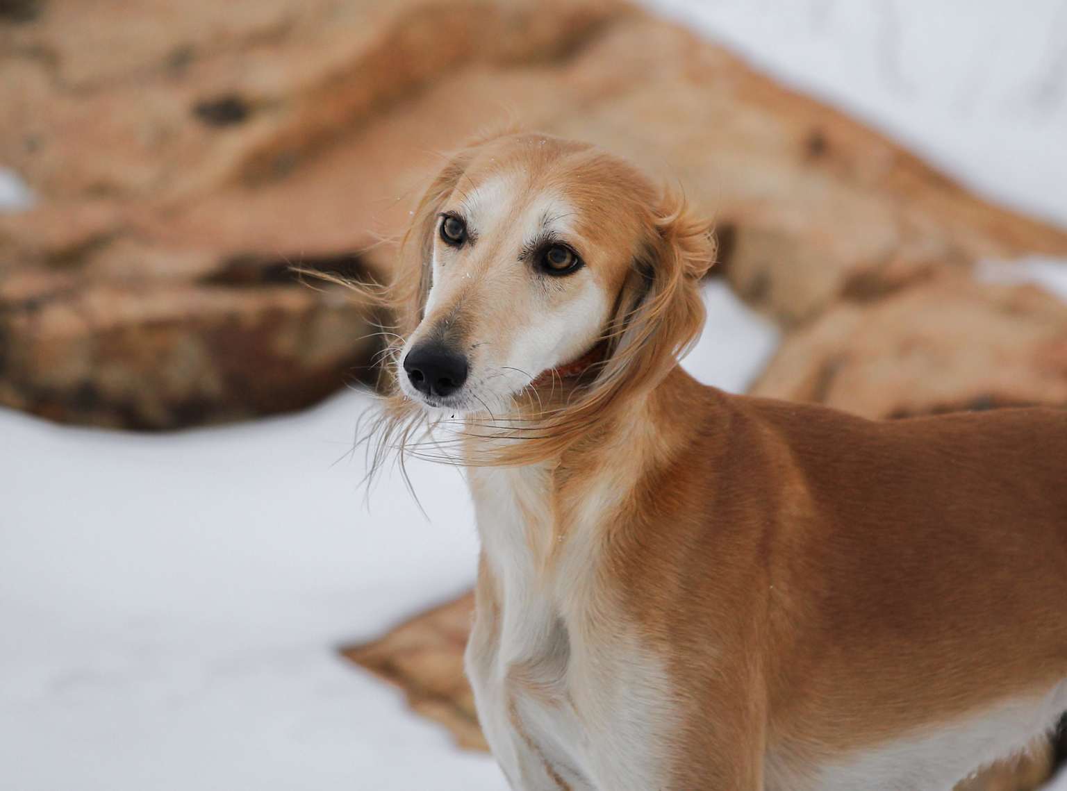 Публичная запись Lashyn по World Dog Show 2026